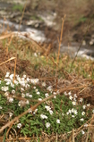 D7D00372 Wood Anemone (Anemone nemorosa) at river side.jpg